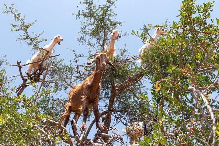 Private Day trip from Marrakech to Essaouira mogador