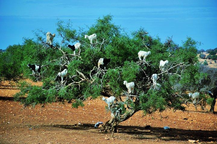 Private Day trip from Marrakech to Essaouira mogador