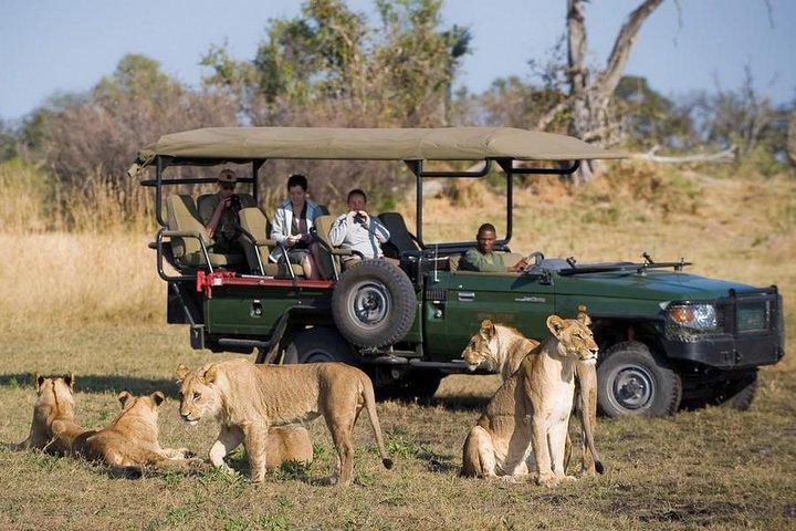 Chobe Full Day Trip fra Victoria Falls