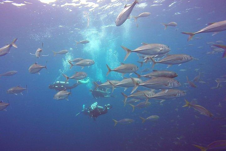 Fundive Catalina Islands (2 immersioni, solo per subacquei certificati)