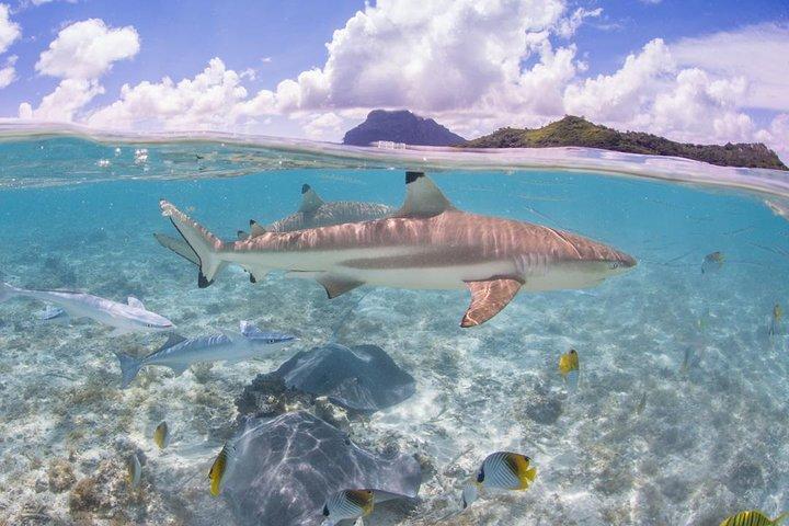 Bora Bora Eco Schnorchelkreuzfahrt Inklusive Schnorcheln mit Haien und Stachelrochen