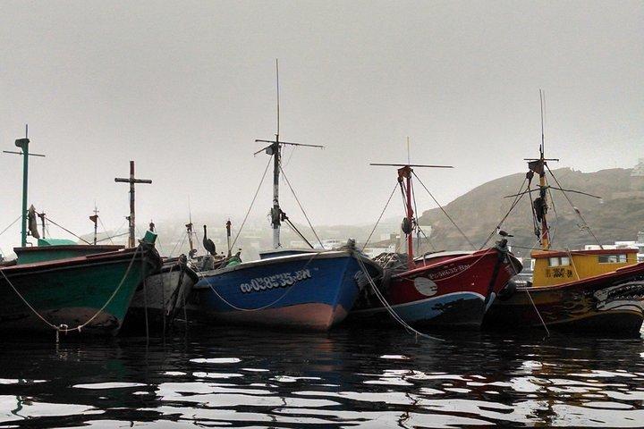 Observation de la faune marine dans un village de pêcheurs