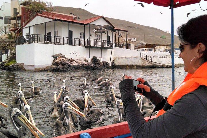 Observation de la faune marine dans un village de pêcheurs