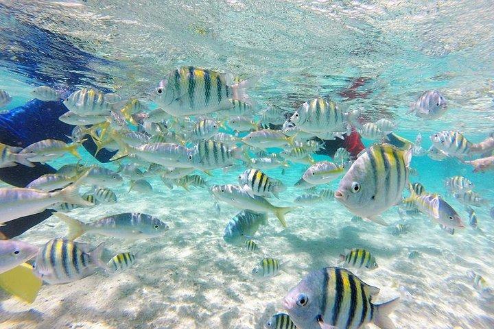 Cayo Arena, Paradise Island Tour