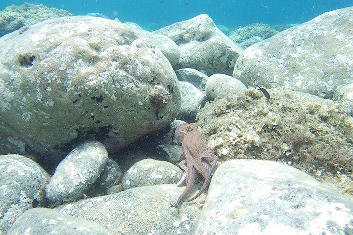 Excursion de plongée libre