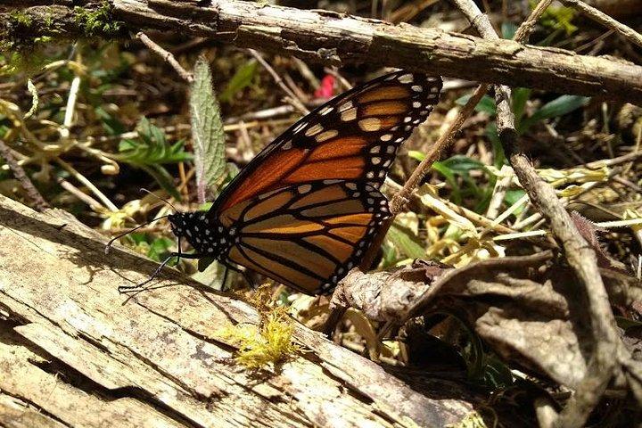 Butterfly Monarch Tour from Mexico City
