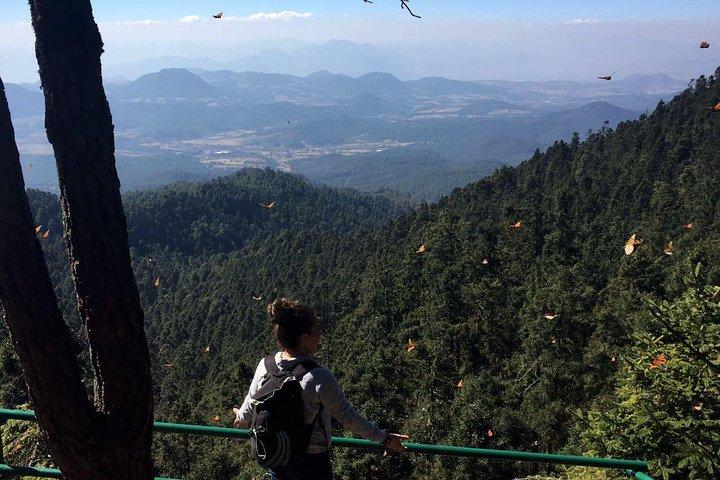 Butterfly Monarch Tour from Mexico City