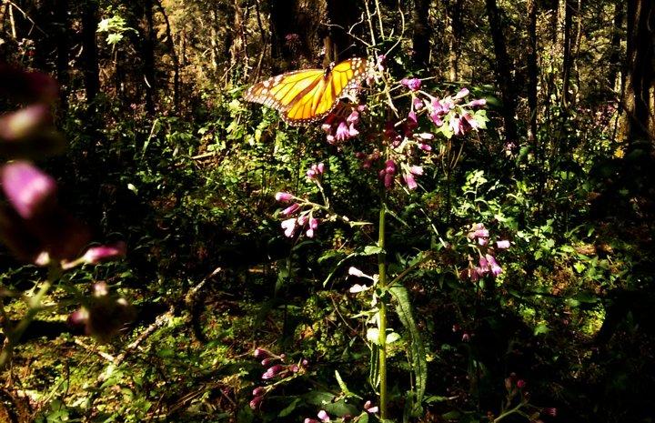 Butterfly Monarch Tour from Mexico City