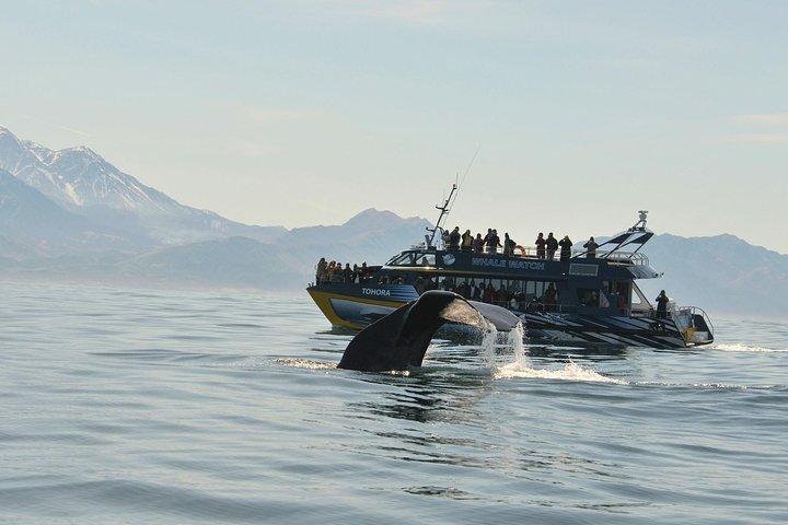 クライストチャーチ発カイコウラウェールウォッチング日帰り旅行