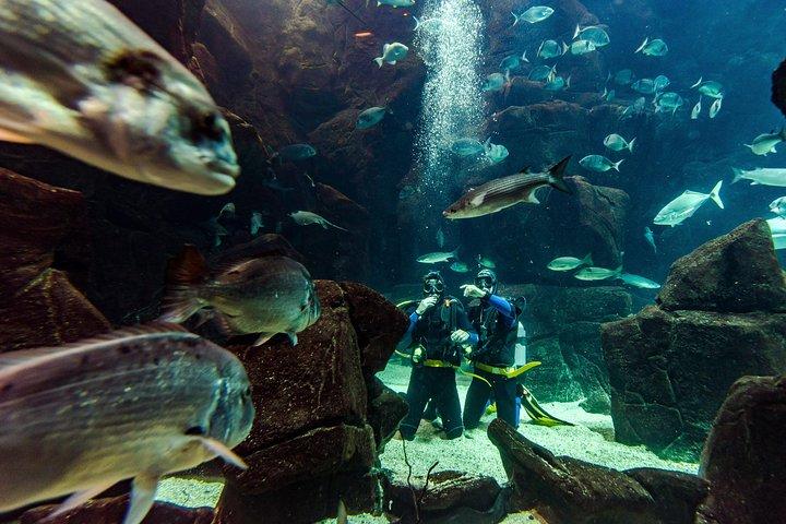 マデイラ水族館でのダイビング