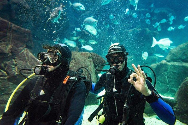 マデイラ水族館でのダイビング