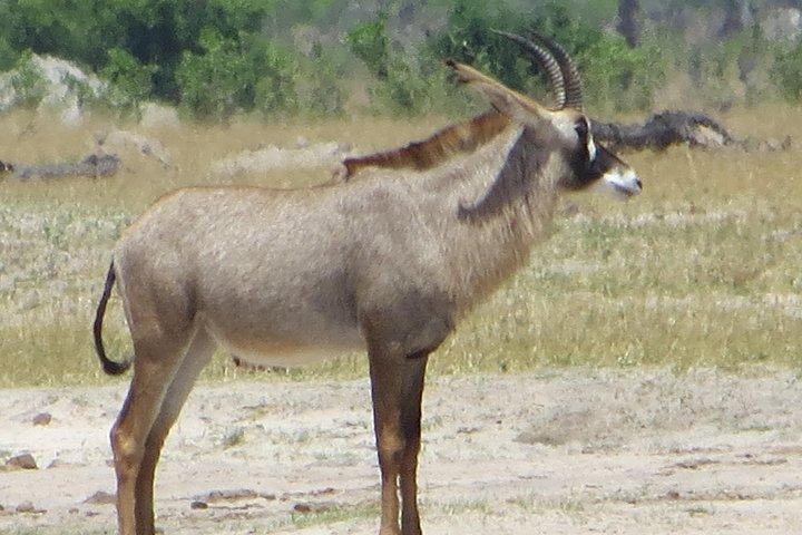 サンセット クルーズ、チョベ サファリ 1 日、空港送迎コンボ 3