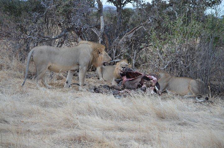 Dagstur till Mikumi National Park från Morogoro