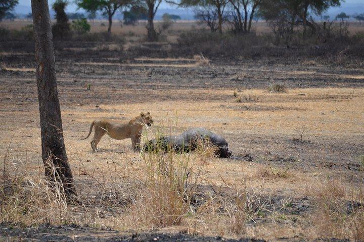Tagesausflug zum Mikumi Nationalpark von Dar es Salaam