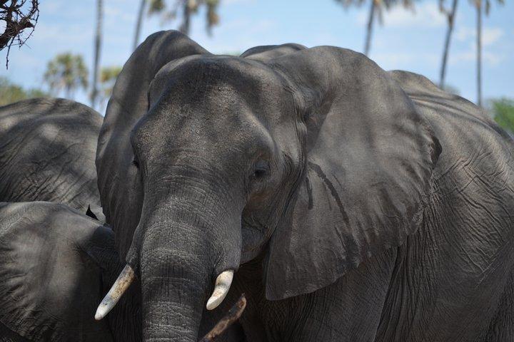Tagesausflug zum Mikumi Nationalpark von Dar es Salaam