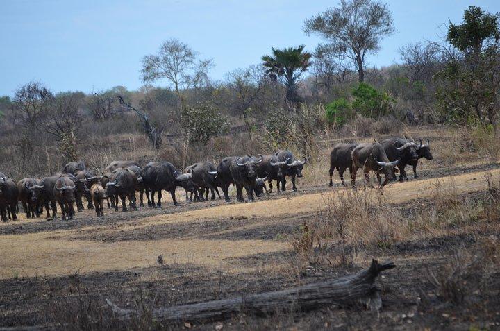 Tagesausflug zum Mikumi Nationalpark von Dar es Salaam