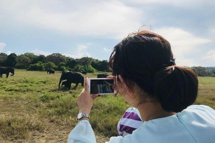 Safari en el Parque Nacional Minneriya