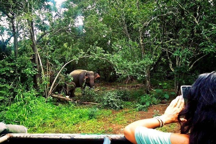 Safari en el Parque Nacional Minneriya