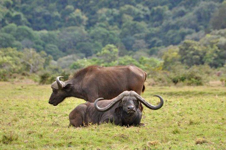 Safari en Tanzanie- Tarangire, Serengeti, Ngorongoro, Manyara