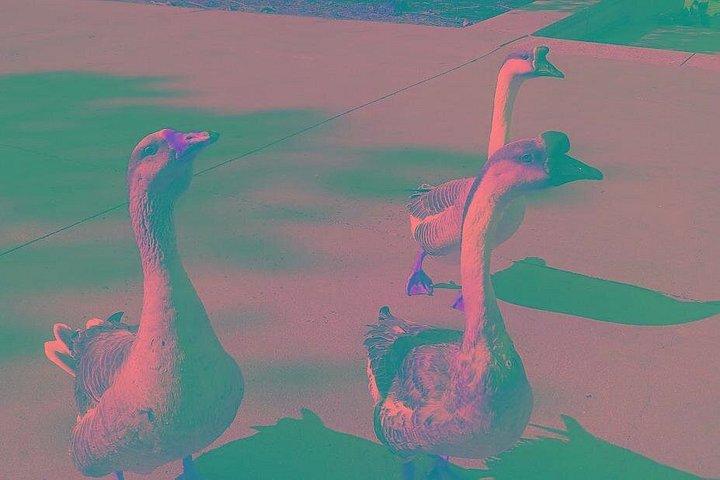 ヒューストン市内プライベートツアー3時間観光ツアー