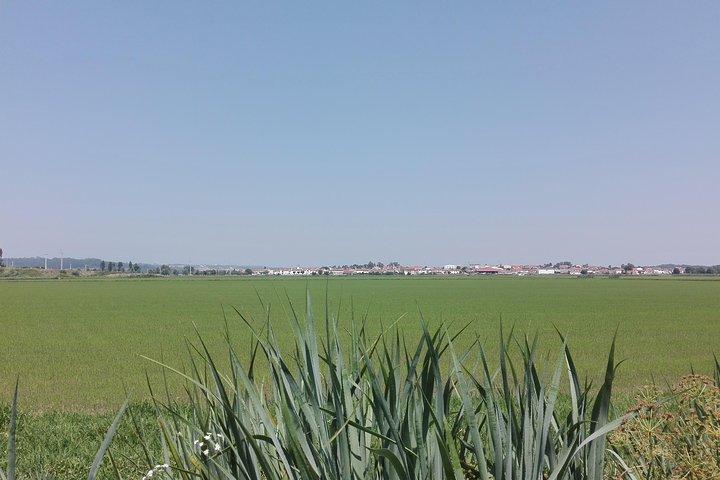 Figueira da Foz da risaie e saline, mezza giornata da Coimbra