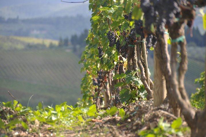 It's Wine Time! 2 wineries & farm-to-table lunch—max 8 pp