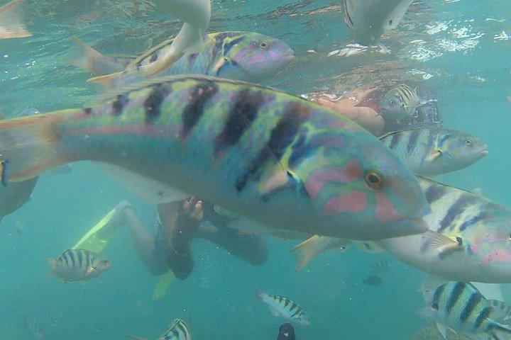 Snorkeling incrível em Bali