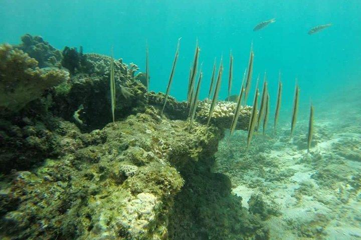 Snorkeling incrível em Bali