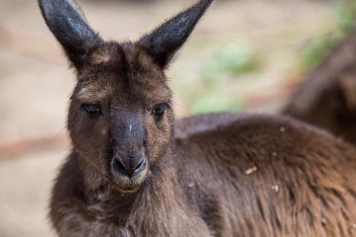 メルボルン動物園でのオーストラリア野生動物ツアー チケット - 税抜エントリ