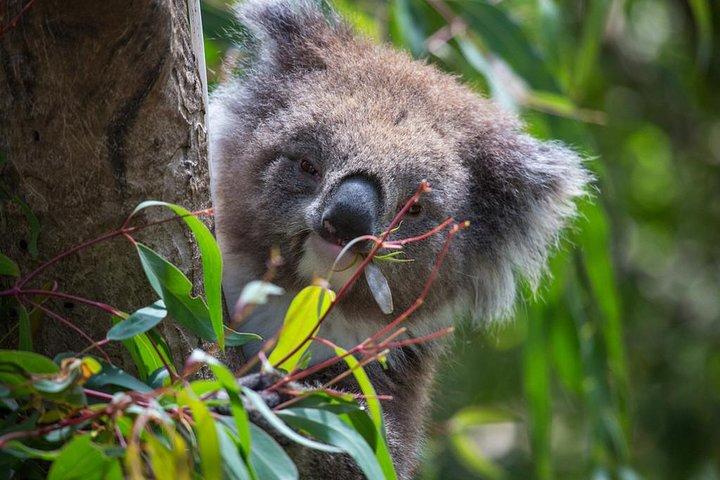 メルボルン動物園でのオーストラリア野生動物ツアー チケット - 税抜エントリ