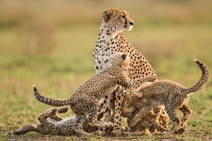 3-Day Safari Tour to Tarangire National Park, Lake Manyara National Park and Ngorongoro Crater from Arusha