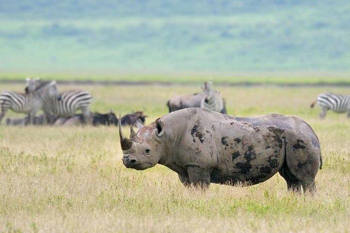3日間のサファリツアー、タランギーレ国立公園、アルプスからのムンバラ湖国立公園、ンゴロンゴロクレーター