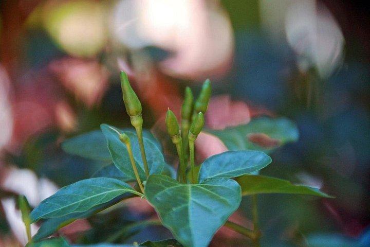 ゴアの地元プランテーションのウォーキングツアーでワニ発見