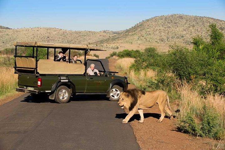 Eén dag Safari inclusief een 5 uur durende Open Safari Vehicle Drive
