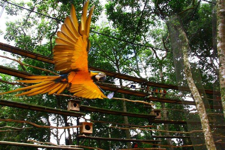 Flughafen Cataratas IGU Pick-Up & Iguassu Falls brasilianischer Side & Bird Park