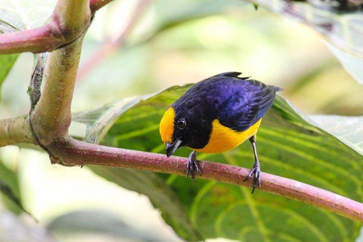 クエンカからのバードウォッチングツアーカハス公園とタマリンド熱帯林エリア