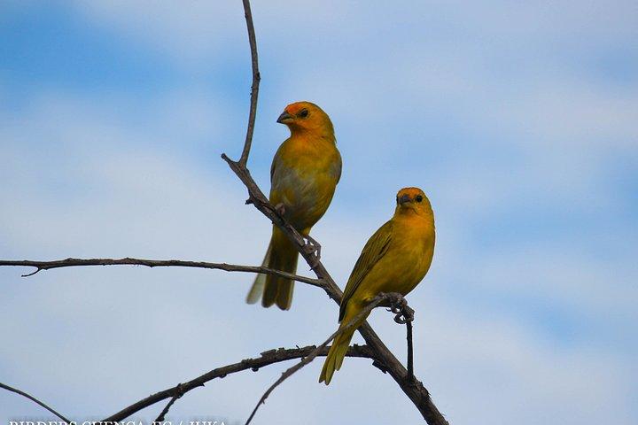 クエンカからのバードウォッチングツアーカハス公園とタマリンド熱帯林エリア