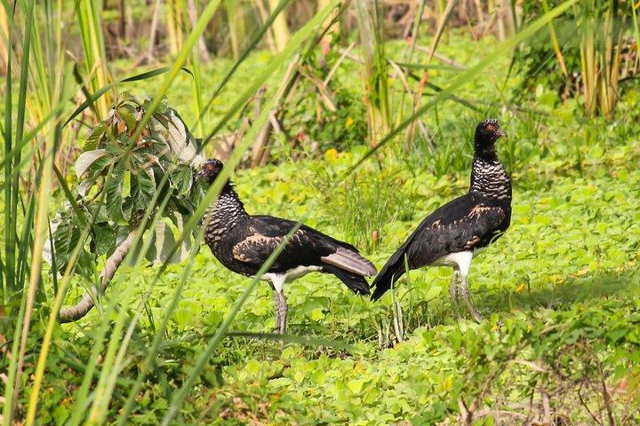 クエンカからのバードウォッチングツアーカハス公園とタマリンド熱帯林エリア