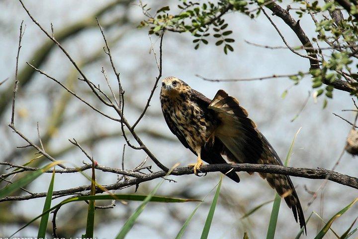 クエンカからのバードウォッチングツアーカハス公園とタマリンド熱帯林エリア