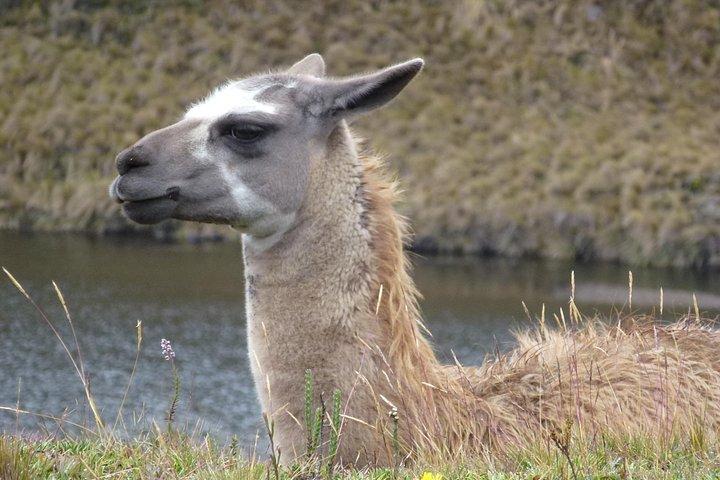 クエンカからのカハス国立公園半日ツアー