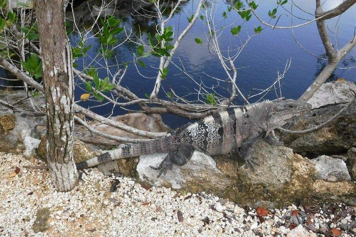 Tulum Ruins Tour (privat, halvdag)