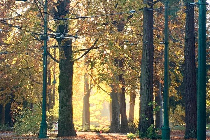 Talking Trees : visite à pied autochtone du parc Stanley animée par un Guide autochtone