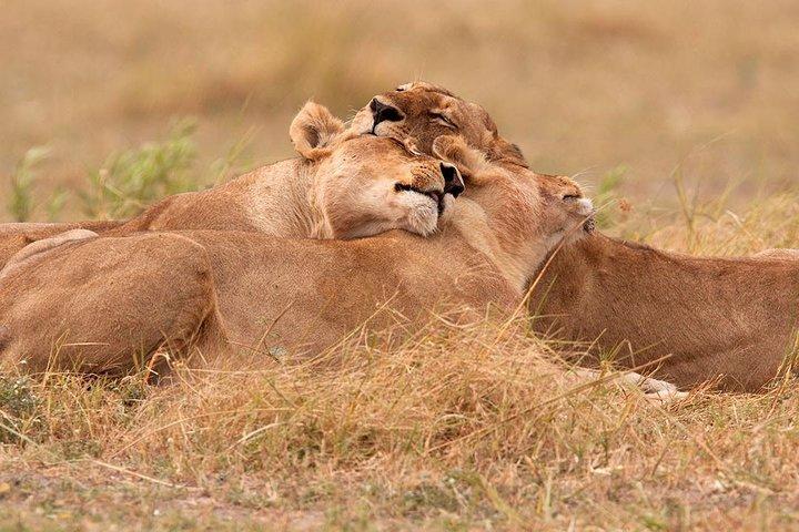 Escursione di un giorno al Parco Nazionale di Akagera