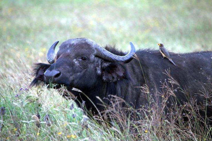 Akagera National Park Day Trip