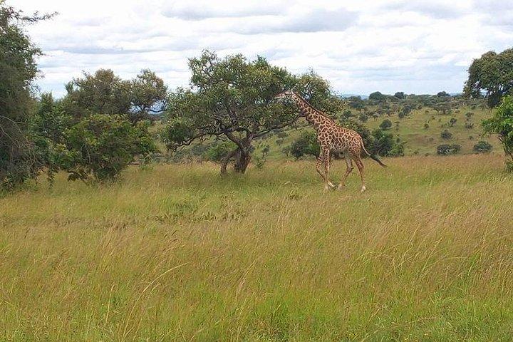Akagera National Park Day Trip