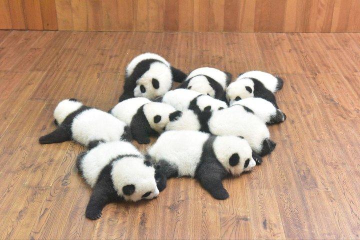 Journée complète au centre Panda et au musée JinSha