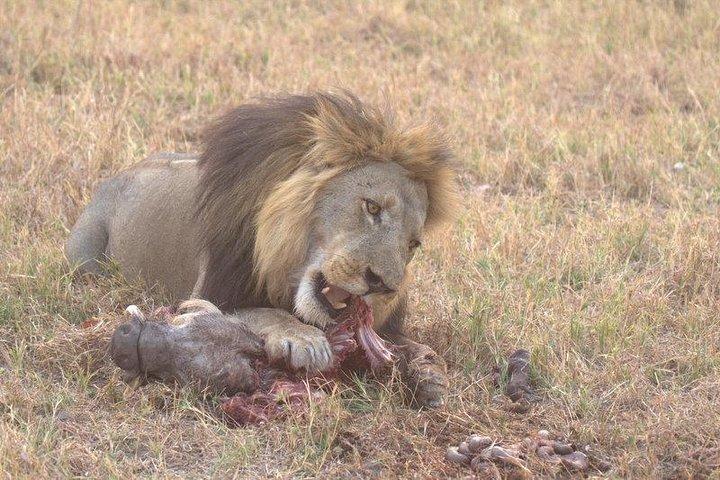 Excursión de un día a Moremi Game Reserve