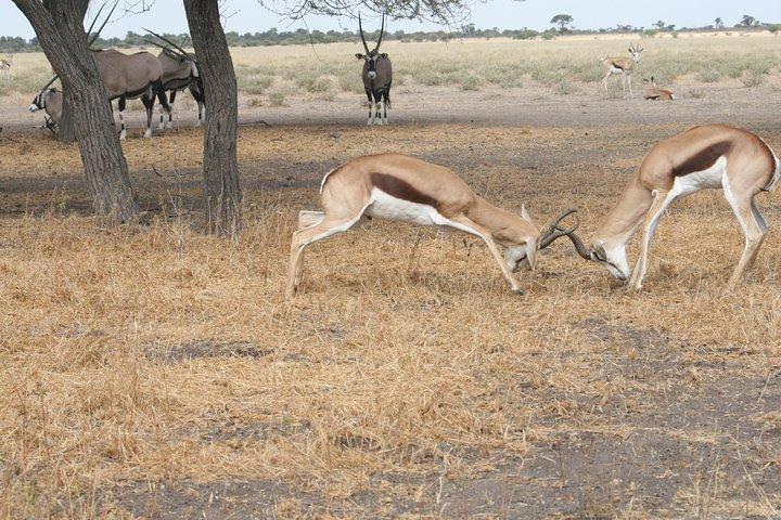 Gewöhnliches Safari-Rabattpaket