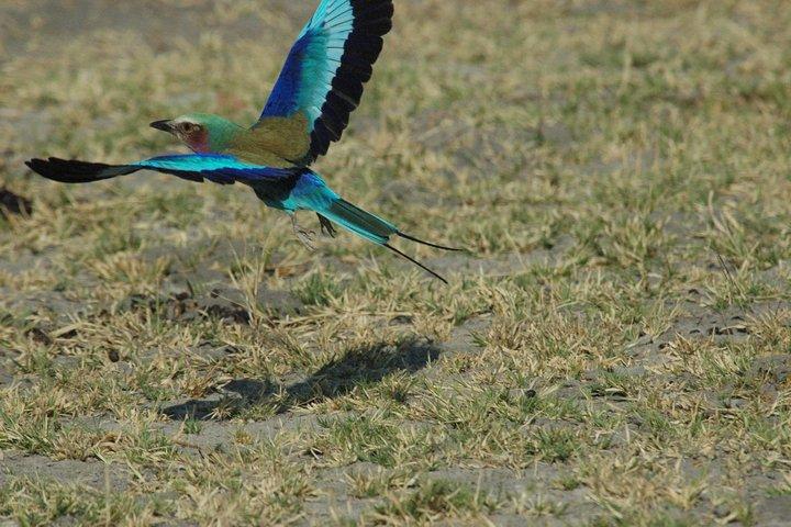 Excursion d'une journée au sentier Zebra Makgadikgadi