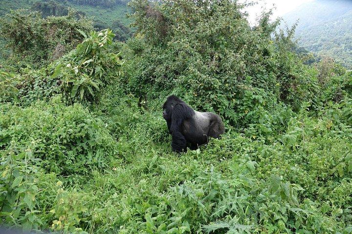 Gorilla trekking Transfer From Kigali